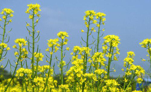 油菜籽什么时候种植时间和方法