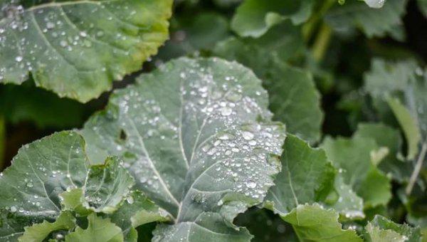 油菜籽什么时候种植时间和方法