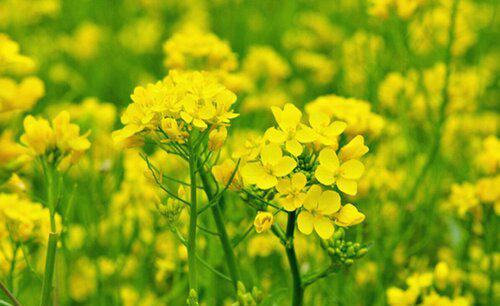 油菜籽什么时候种植时间和方法