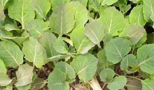 油菜籽什么时候种植时间和方法