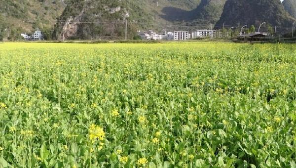 油菜籽什么时候种植时间和方法