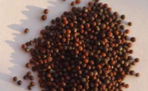 油菜籽什么时候种植时间和方法