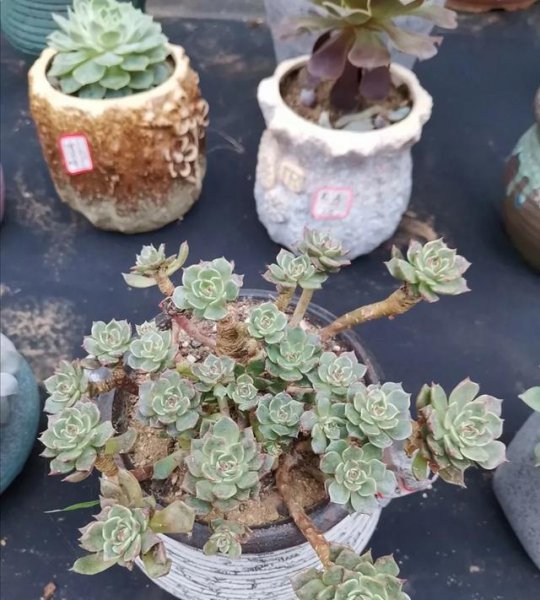 多肉植物能淋雨吗