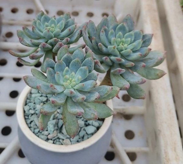 多肉植物能淋雨吗