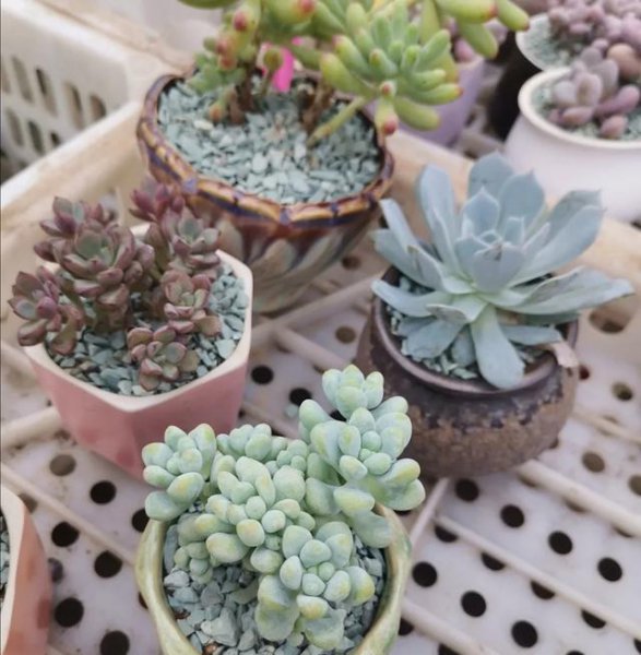 多肉植物能淋雨吗