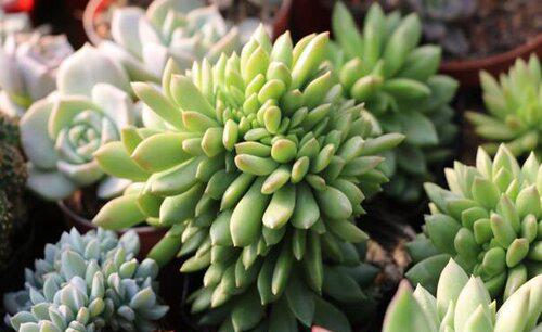 多肉植物能淋雨吗