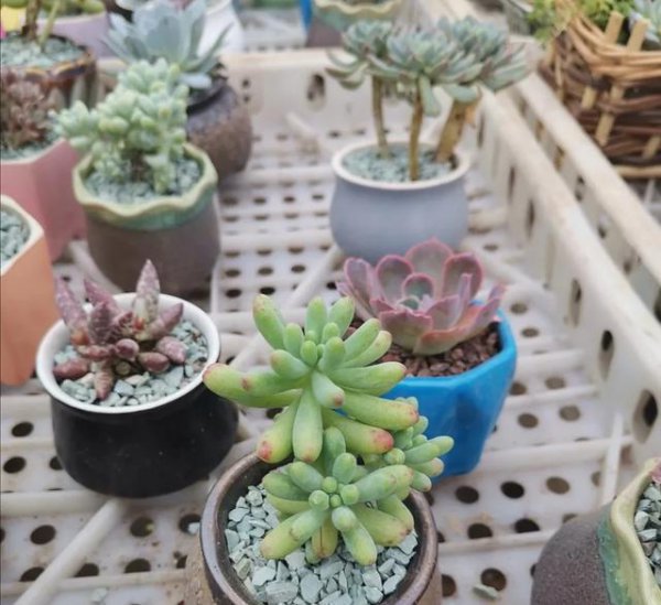 多肉植物能淋雨吗