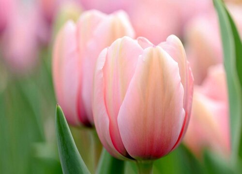 郁金香一年开几次花