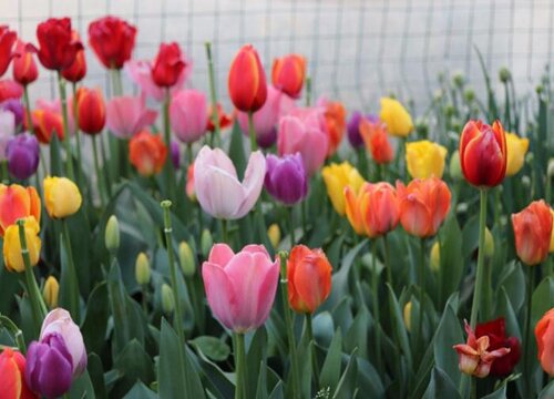 郁金香一年开几次花