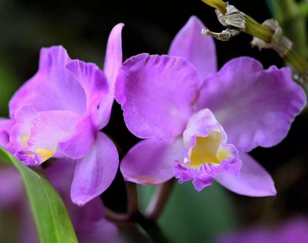 costarica是哪个国家