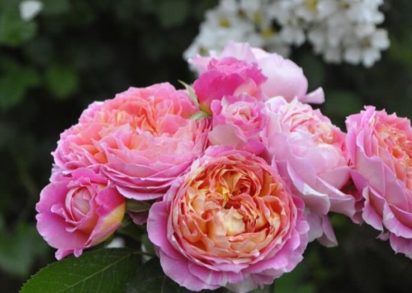 月季莫奈的特点是什么