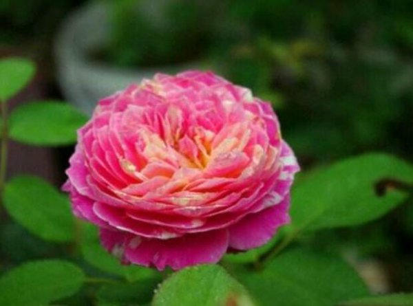 月季莫奈的特点是什么