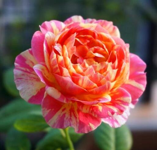 月季莫奈的特点是什么