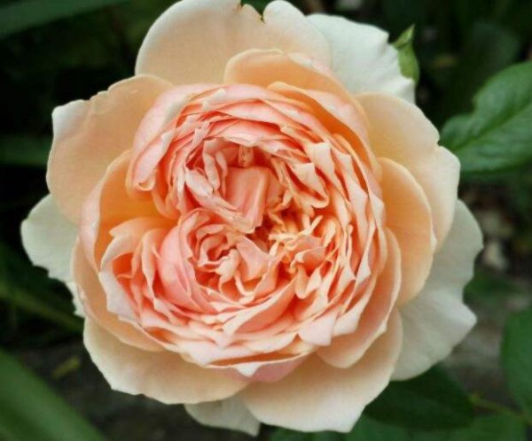 月季莫奈的特点是什么