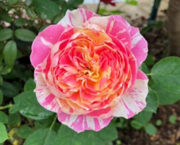 月季莫奈的特点是什么