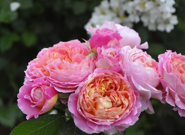 月季莫奈的特点是什么