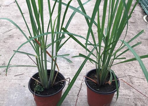 什么花可以驱蚊子驱虫又对人身体无副作用