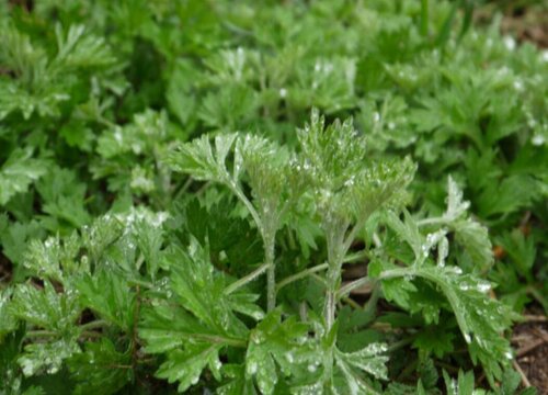 什么花可以驱蚊子驱虫又对人身体无副作用