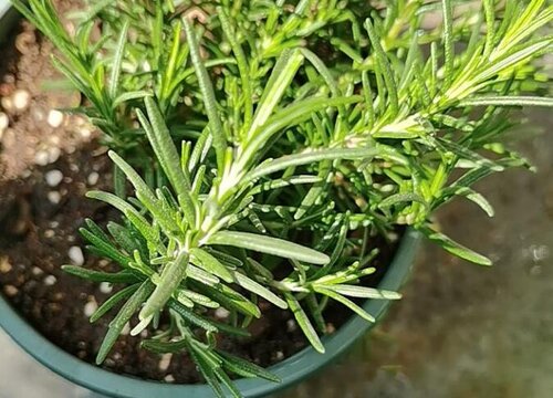 什么花可以驱蚊子驱虫又对人身体无副作用