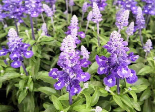 什么花可以驱蚊子驱虫又对人身体无副作用