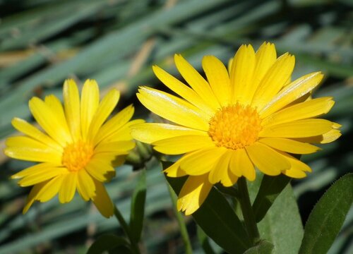 什么花可以驱蚊子驱虫又对人身体无副作用