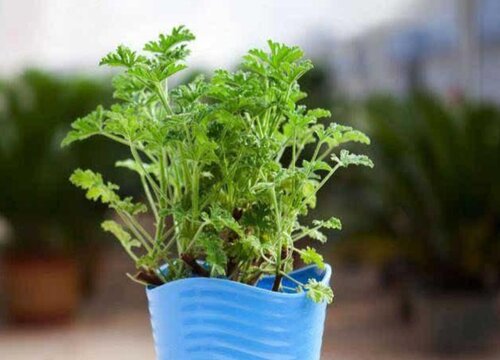 什么花可以驱蚊子驱虫又对人身体无副作用