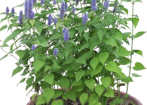 什么花可以驱蚊子驱虫又对人身体无副作用