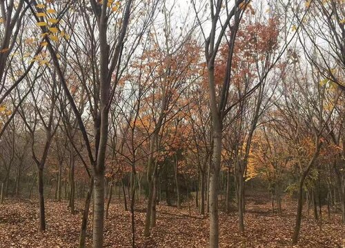 榉木是什么树木