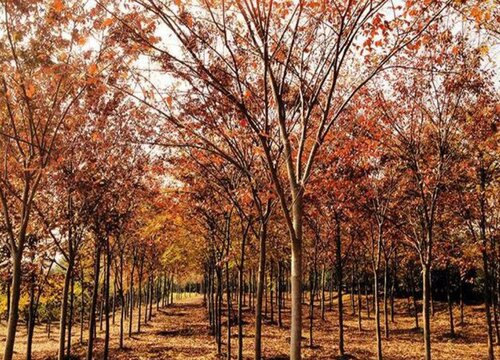 榉木是什么树木