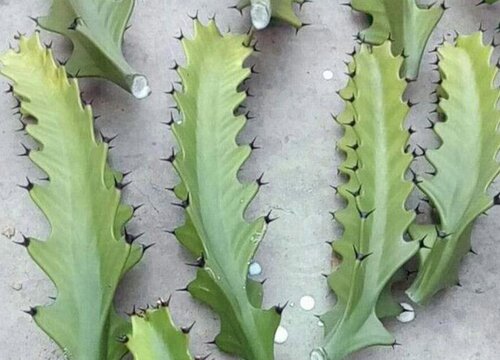 手把手教你龙骨扦插方法