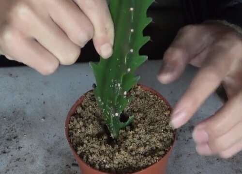 手把手教你龙骨扦插方法