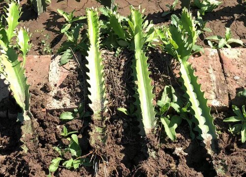 手把手教你龙骨扦插方法