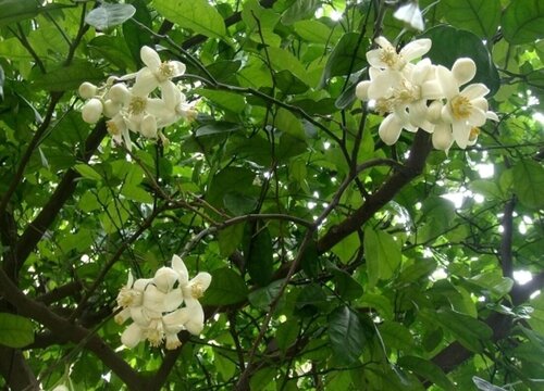 柚子什么时候开花