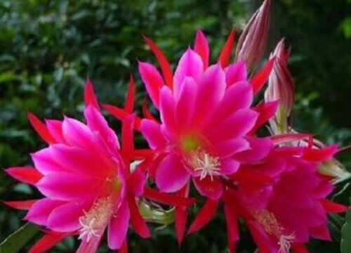 令箭荷花一年开几次花