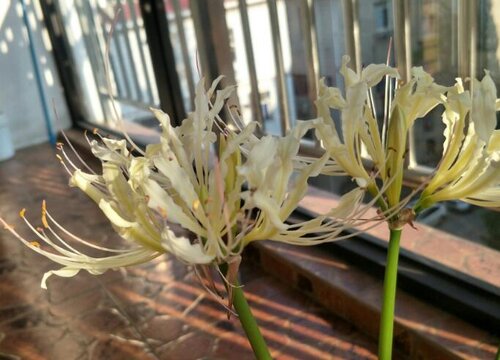 彼岸花的花语和寓意