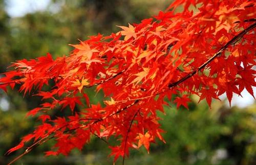 红枫扦插生根最快方法