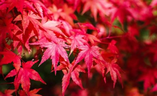 红枫扦插生根最快方法