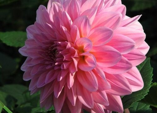 地瓜花一年开几次花