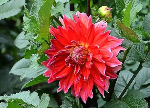 地瓜花一年开几次花