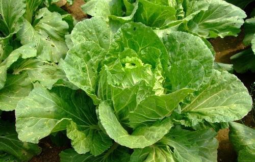 大白菜不包心的原因及解决方法