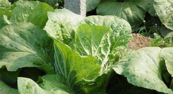 大白菜不包心的原因及解决方法