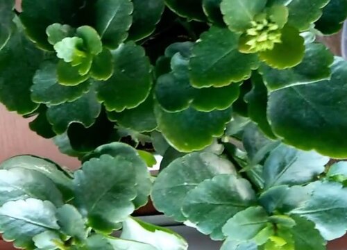 长寿菊一年开几次花