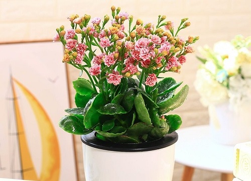 长寿菊一年开几次花