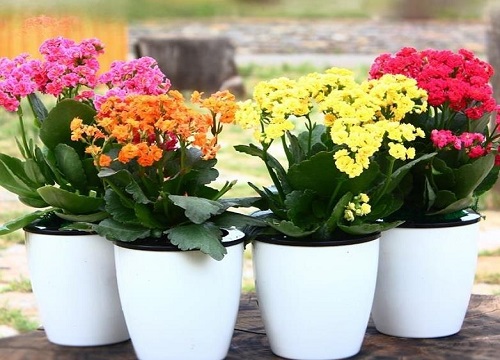 长寿菊一年开几次花