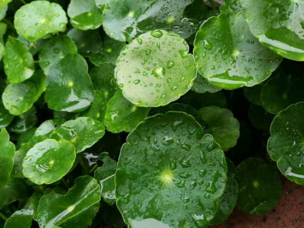 夏天种什么花好养活又漂亮