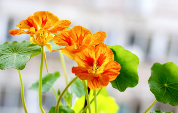 夏天种什么花好养活又漂亮