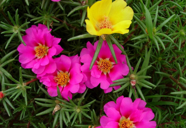 夏天种什么花好养活又漂亮