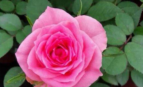 月季夏季生长还是休眠