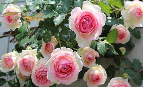 月季夏季生长还是休眠