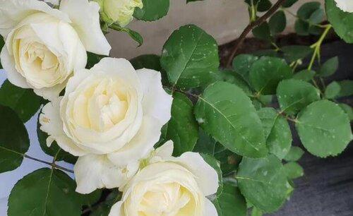 月季夏季生长还是休眠